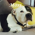 Moss 2004-2015